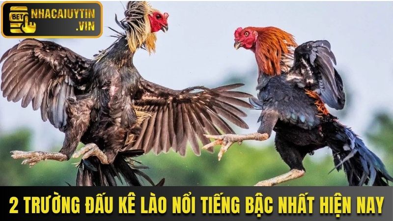 2 trường đấu kê Lào nổi tiếng bậc nhất hiện nay