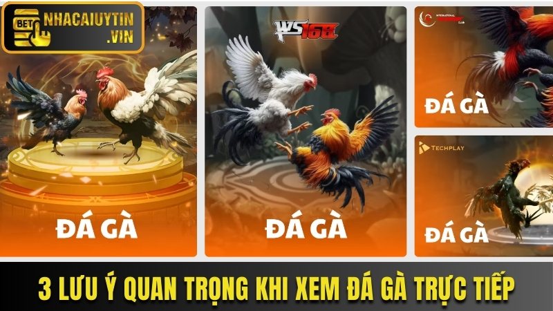 3 lưu ý quan trọng khi xem đá gà trực tiếp