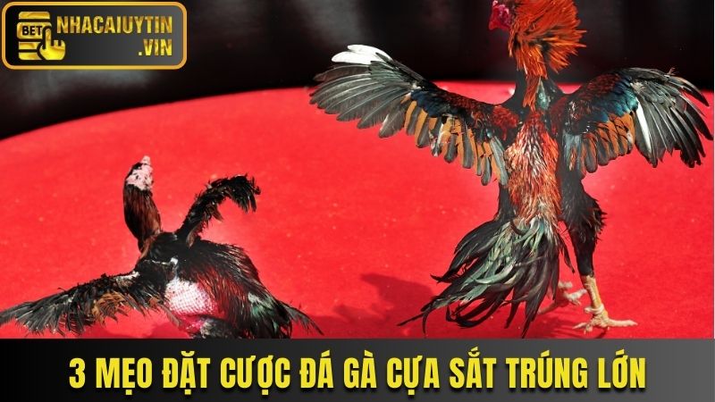 3 mẹo đặt cược đá gà cựa sắt trúng lớn