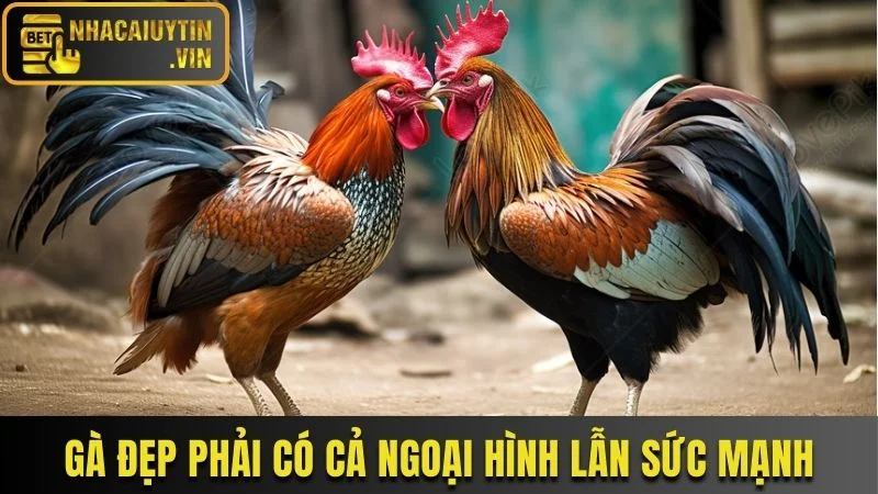 Gà đá đẹp phải đủ yếu tố ngoại hình lẫn sức mạnh