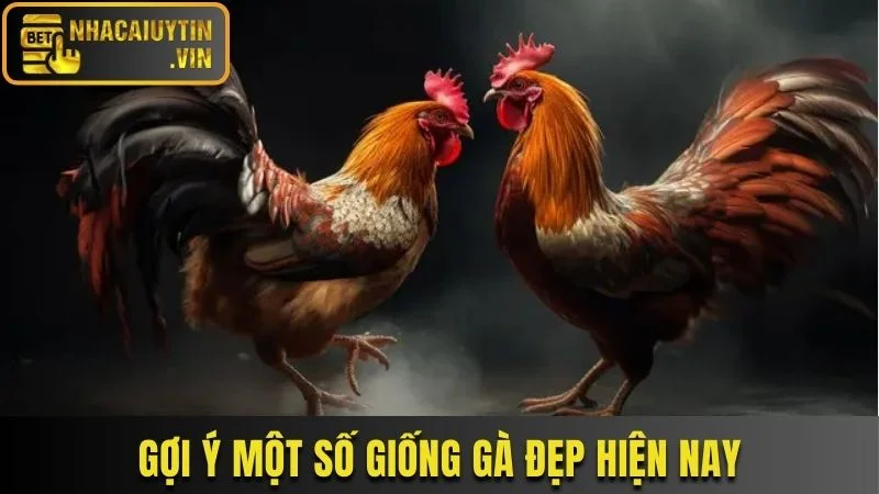 Một vài gợi ý về giống gà đẹp cho người chơi