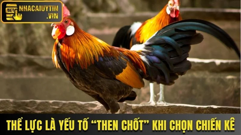 Thể lực là yếu tố không thể thiếu khi chọn chiến kê