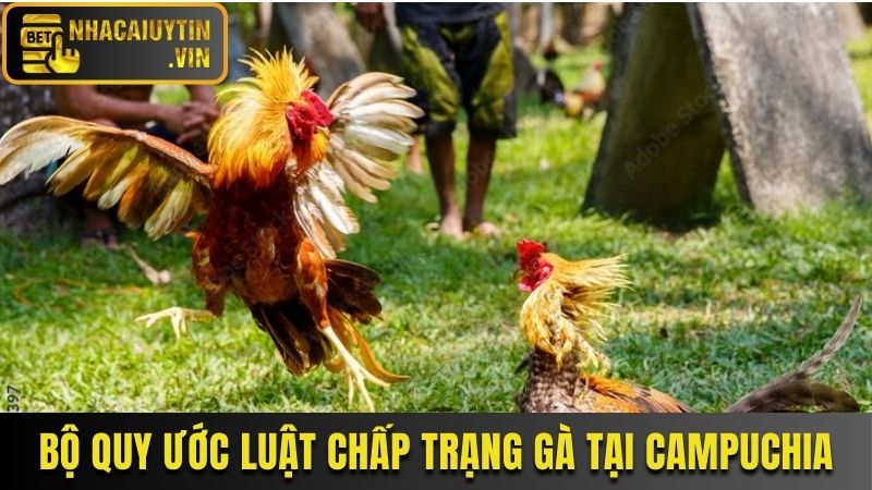 Bộ quy ước luật chấp trạng gà tại Campuchia