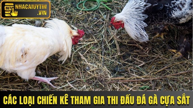 Các loại chiến kê tham gia thi đấu đá gà cựa sắt