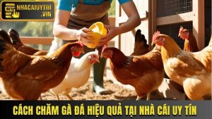 Cách Chăm Gà Đá: Cách Huấn Luyện Hiệu Quả Cho Chiến Kê