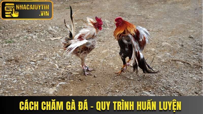 Cách chăm gà đá: Quy trình huấn luyện chuẩn bài
