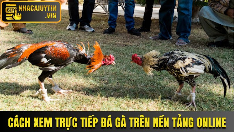 Cách xem trực tiếp đá gà dễ dàng trên nền tảng online