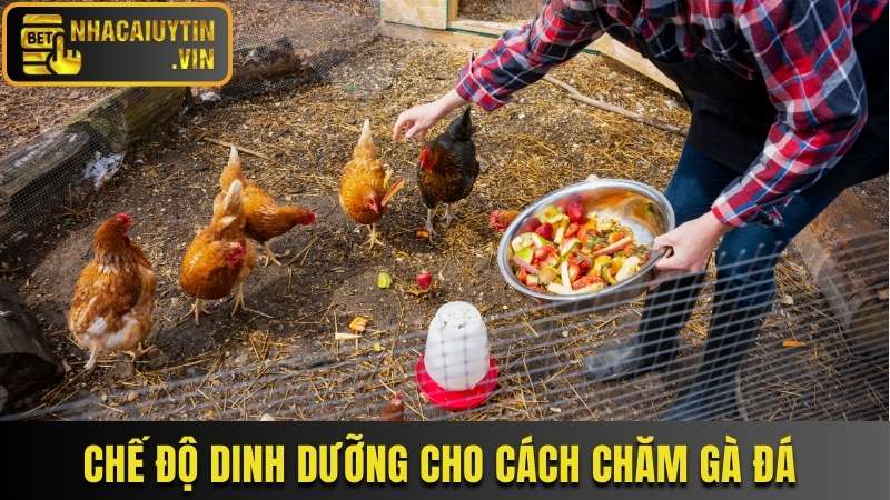 Chế độ dinh dưỡng giúp cho cách chăm gà đá hiệu quả nhất