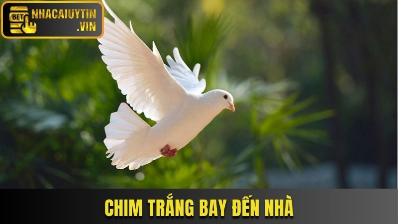 Chim trắng bay đến nhà