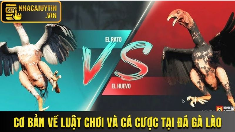 Cơ bản về luật chơi và cá cược tại đá gà Lào