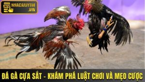 Đá Gà Cựa Sắt - Khám Phá Luật Chơi Và Mẹo Cược Thắng