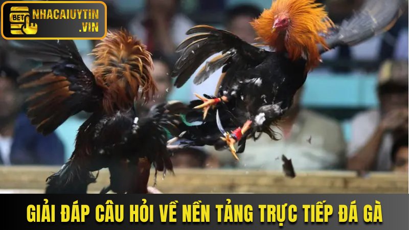 Giải đáp các câu hỏi về nền tảng trực tiếp đá gà