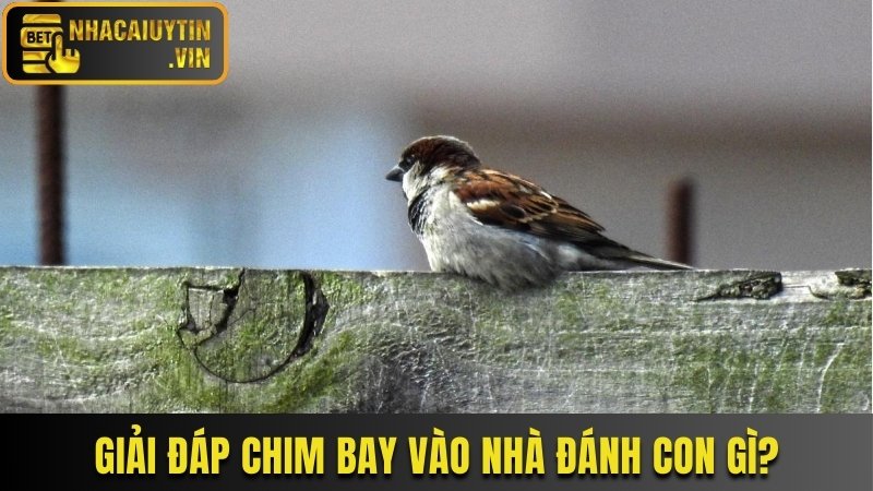 Giải đáp chim bay vào nhà đánh con gì?