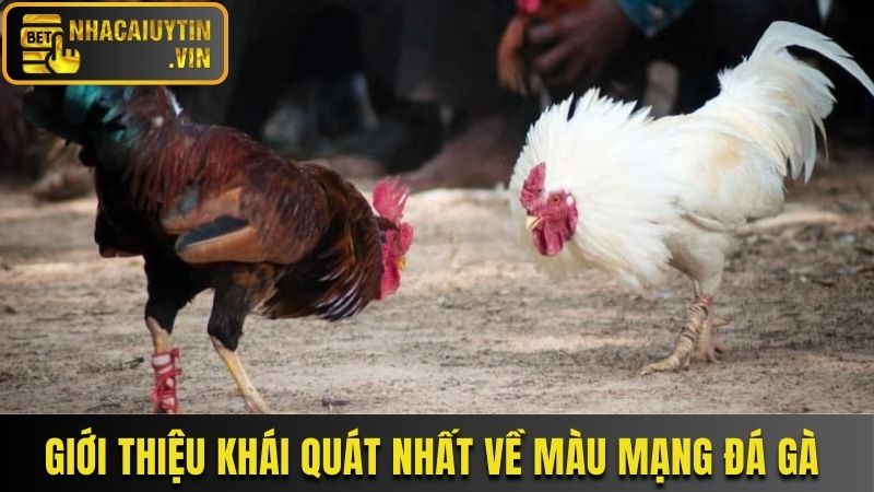 Giới thiệu khái quát nhất về màu mạng đá gà