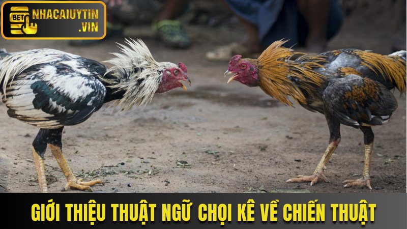 Giới thiệu thuật ngữ chọi kê về chiến thuật