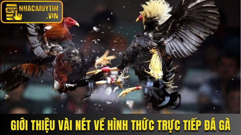 Giới thiệu vài nét về hình thức trực tiếp đá gà