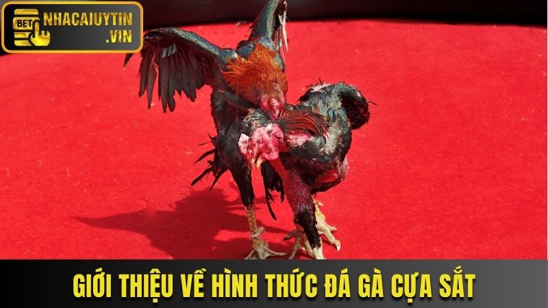 Giới thiệu về hình thức đá gà cựa sắt