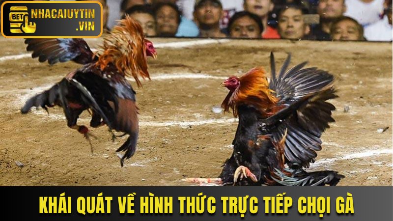 Khái quát vài nét về hình thức trực tiếp chọi gà