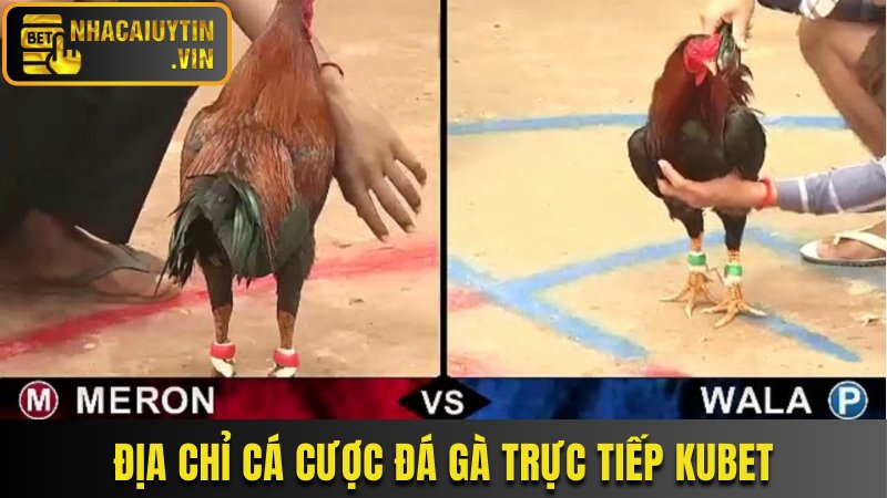 Khám phá địa chỉ cá cược đá gà trực tiếp Kubet