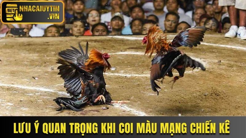 Lưu ý quan trọng khi coi màu mạng chiến kê mà bạn cần nắm