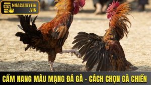 Cẩm Nang Màu Mạng Đá Gà - Chọn Gà Chiến Bách Thắng