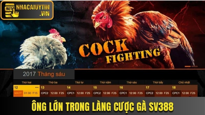 Ông lớn trong làng cược gà SV388