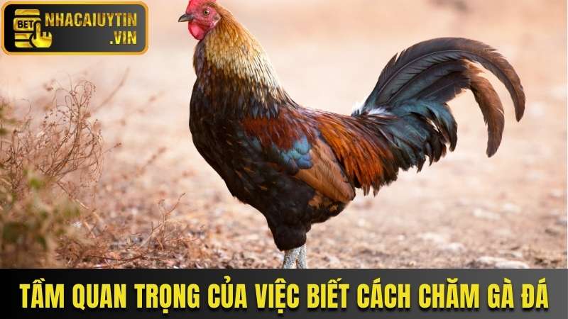 Tầm quan trọng của việc nắm bắt cách chăm gà đá đúng cách