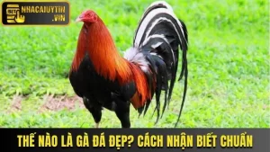 Thế Nào Là Gà Đá Đẹp? Cách Nhận Biết Gà Chiến Chuẩn