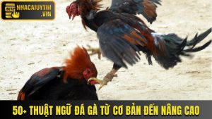 Giải Mã 50+ Thuật Ngữ Đá Gà Từ Cơ Bản Đến Nâng Cao