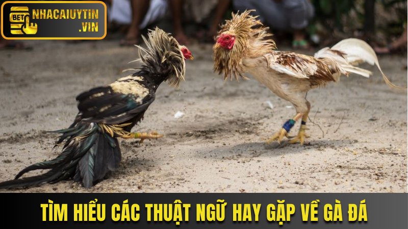 Tìm hiểu các thuật ngữ hay gặp về gà đá