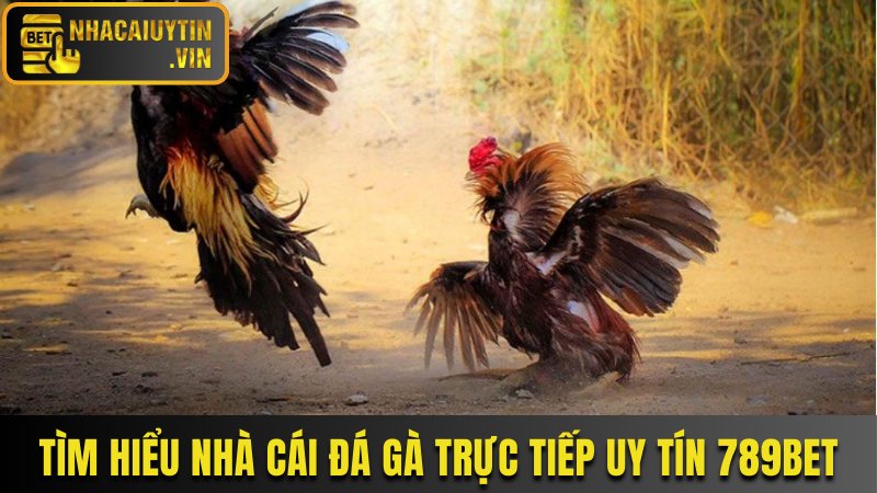 Tìm hiểu nhà cái đá gà trực tiếp uy tín 789Bet