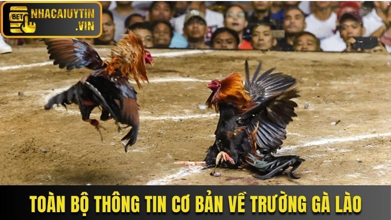 Toàn bộ thông tin cơ bản về trường gà Lào