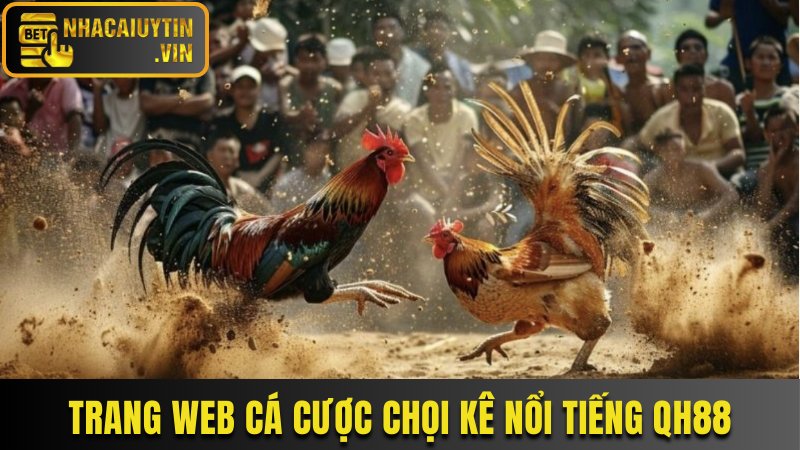 Trang web cá cược chọi kê nổi tiếng QH88