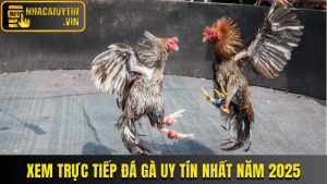 Xem Trực Tiếp Đá Gà Uy Tín Và Chất Lượng Nhất Năm 2025