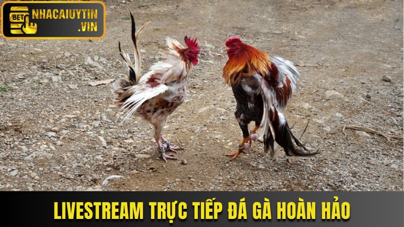Trực tiếp đá gà có chất lượng livestream hoàn hảo