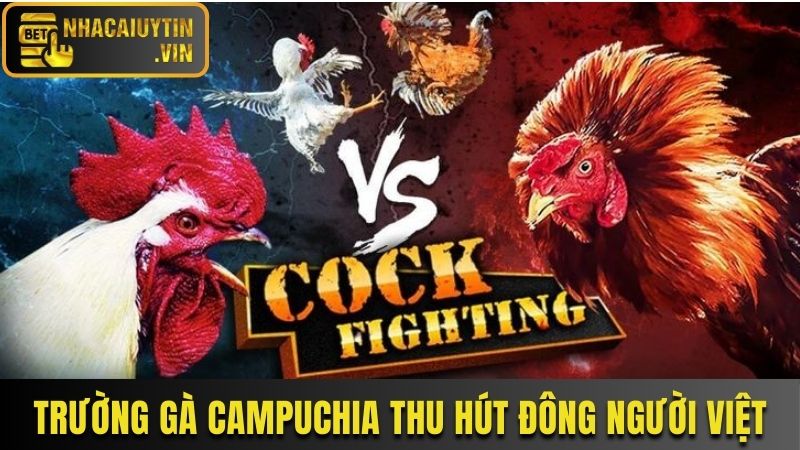 Trường gà Campuchia thu hút đông người Việt