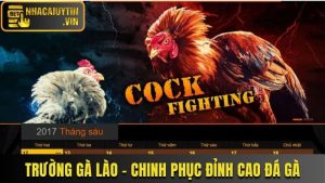 Trường Gà Lào - Chinh Phục Đỉnh Cao Đá Gà Với Thưởng Khủng