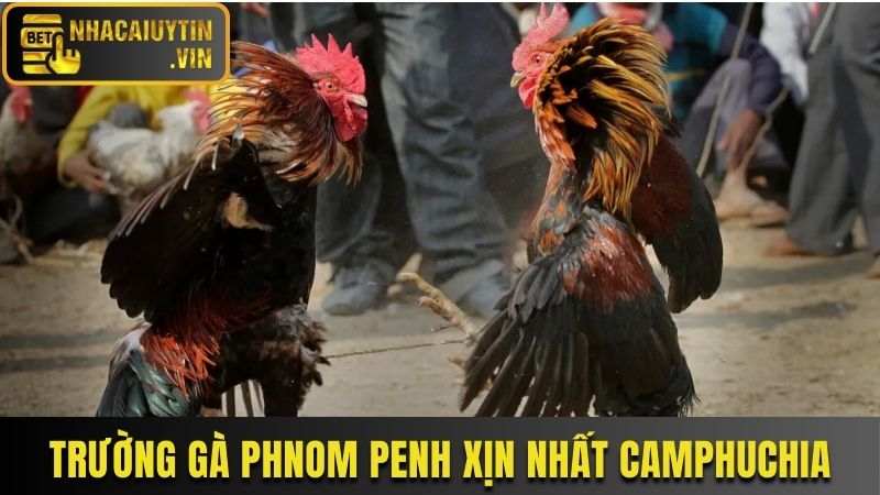 Trường gà Phnom Pênh xịn nhất Campuchia