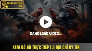 Xem Đá Gà Trực Tiếp | 3 Địa Chỉ Uy Tín Triệu Người Dùng
