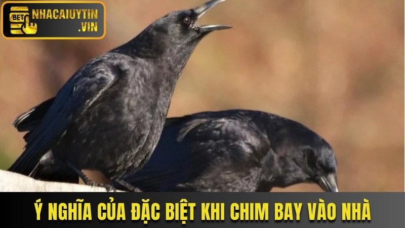 Ý nghĩa của đặc biệt khi chim bay vào nhà